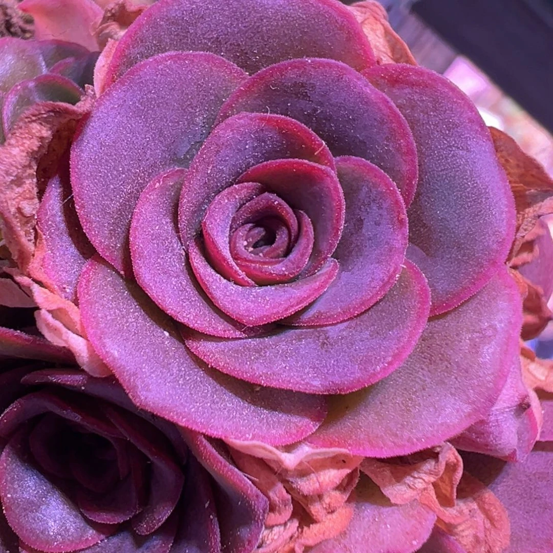 白龙长老院 龙10侧芽 T525