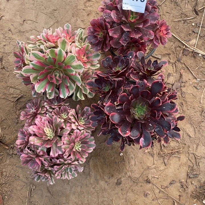 完全开放美粉红铜欧加力多肉植物