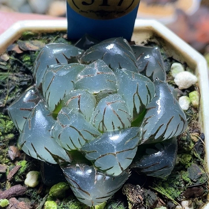 沙***滩517巨大水中月一物一拍