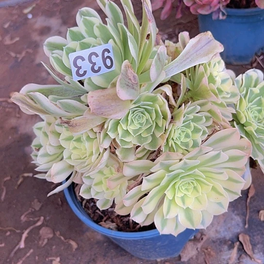 a****多肉植物一个法师