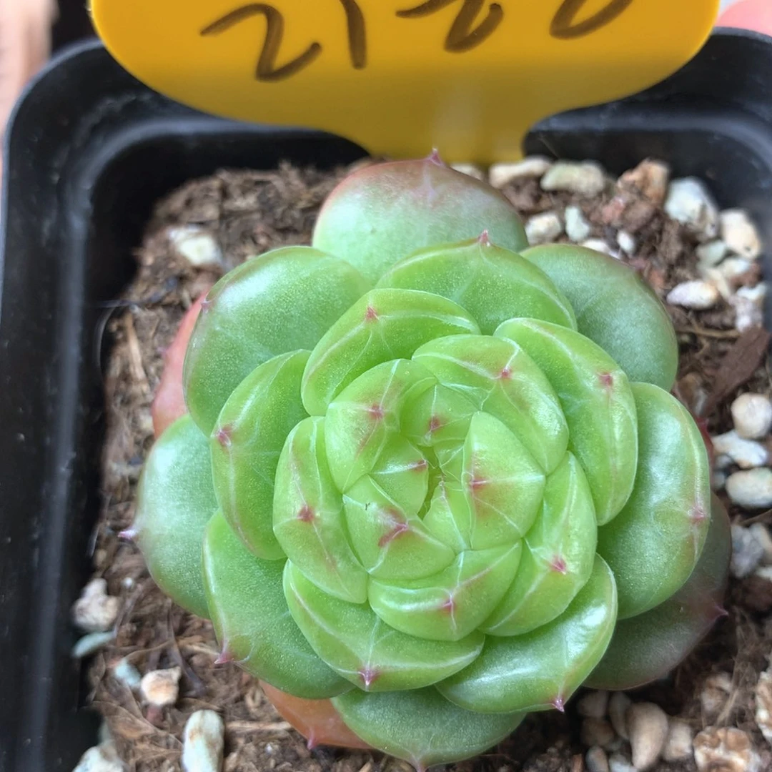 绿丸珍妮单头2122