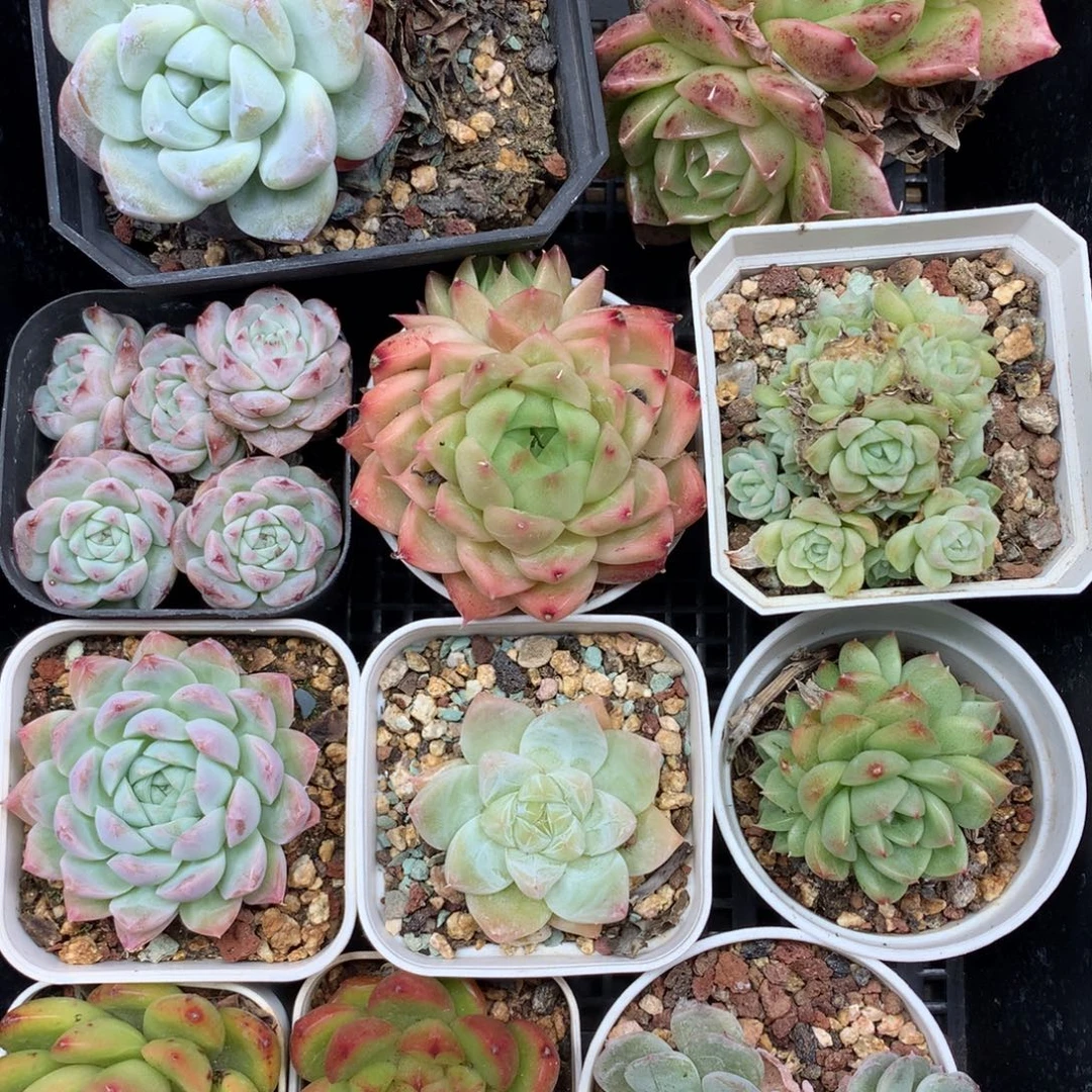 1105-35 套餐一组