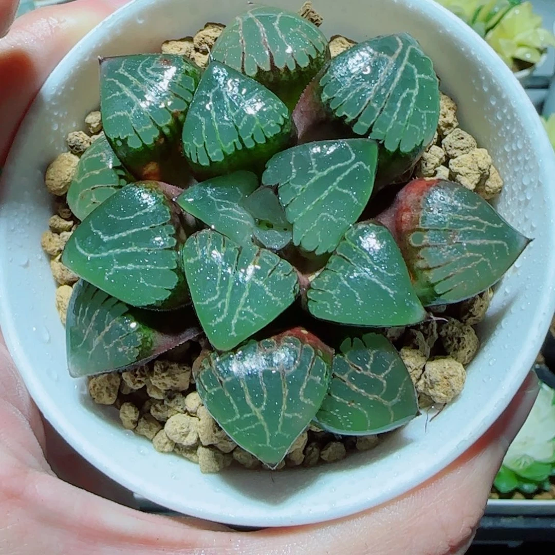 爱神克多肉植物