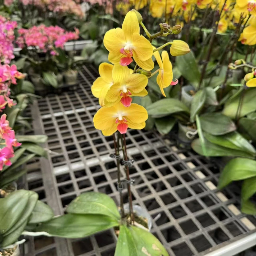 蝴蝶兰【金鹏】室内精品花卉昆明直发