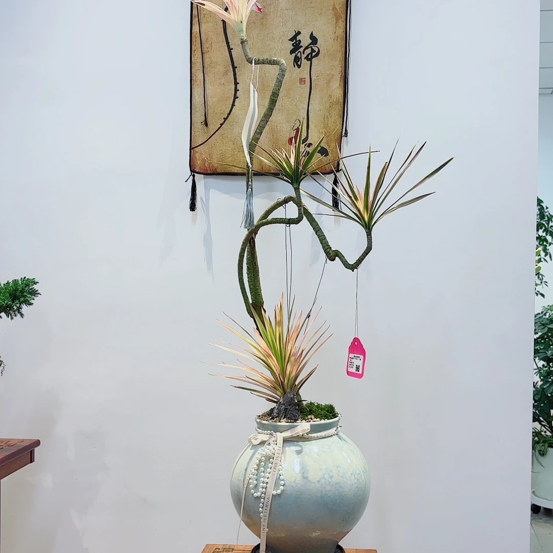 无花朵家**宝高端艺术盆景一物一拍