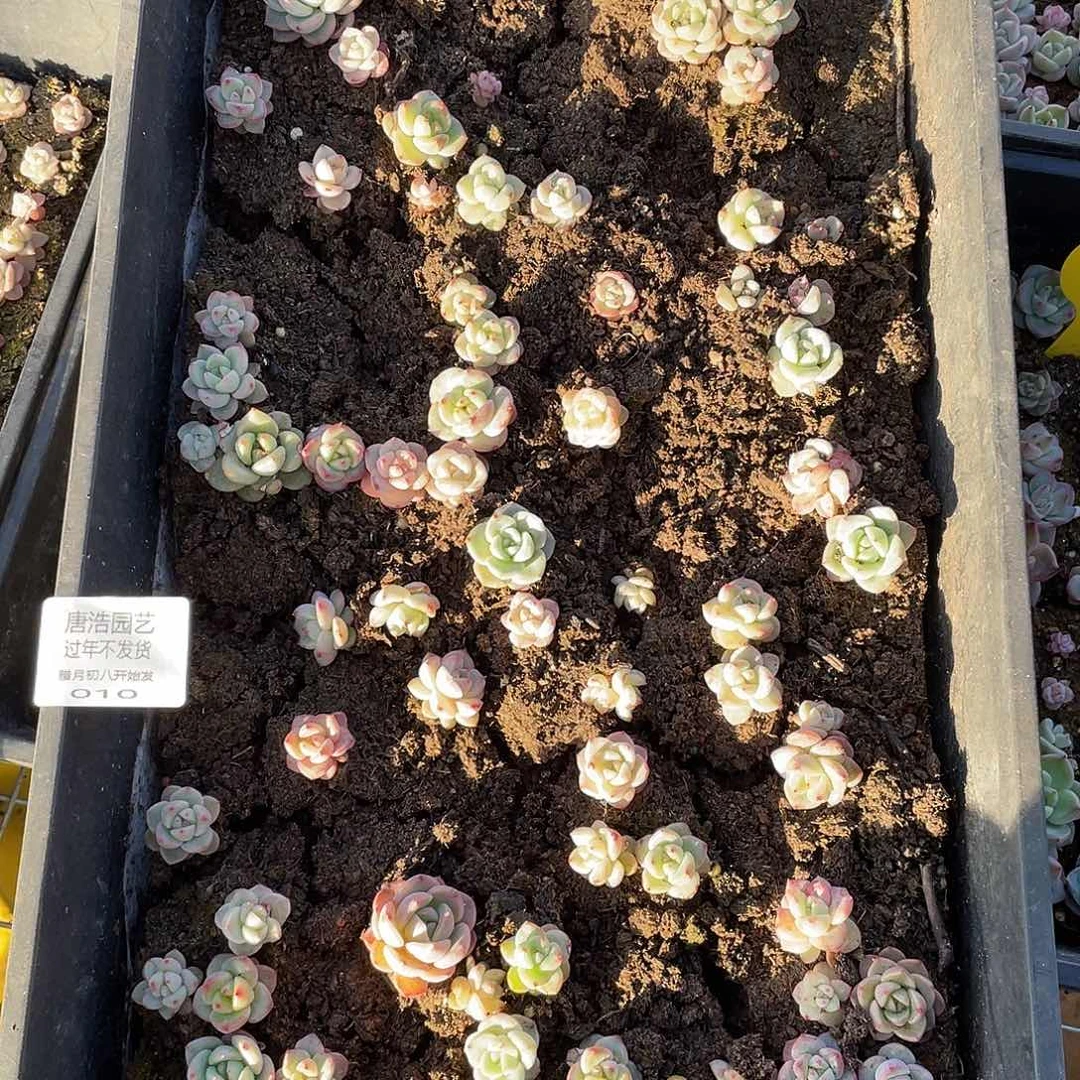 木*珍妮混一物一拍010