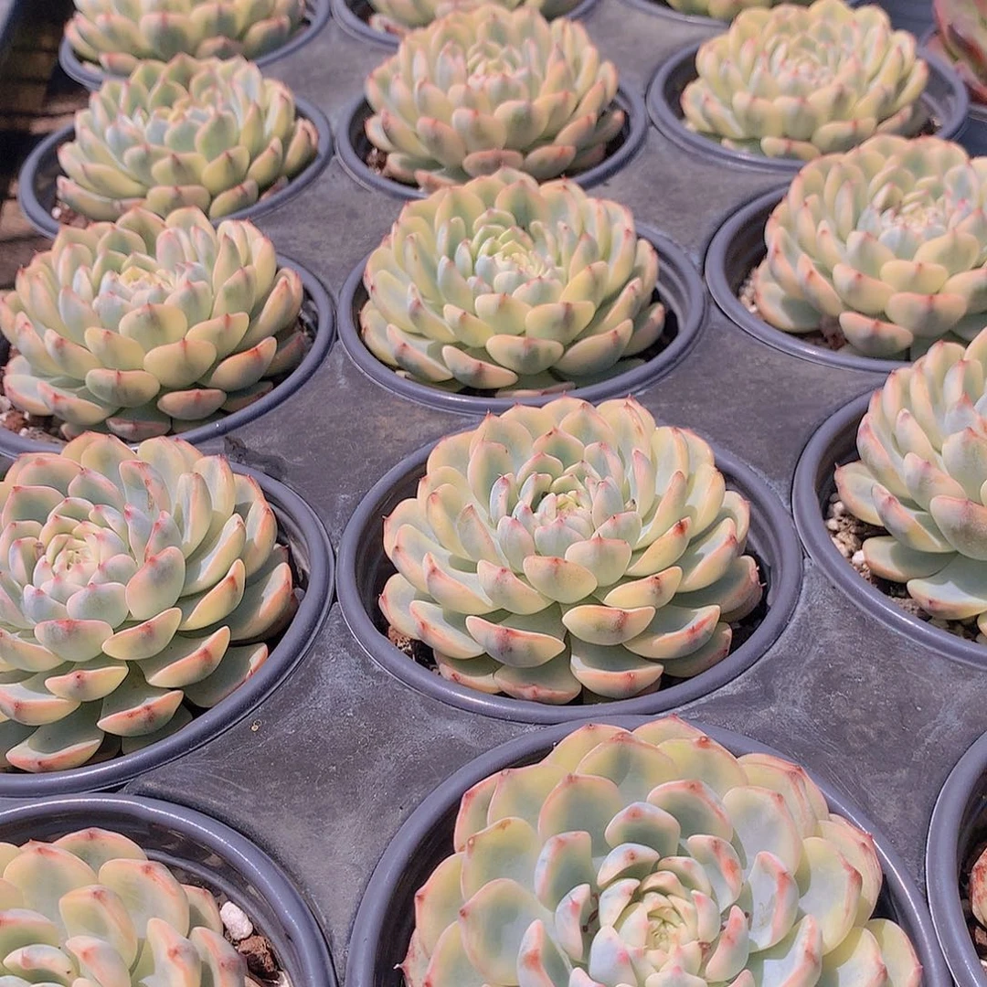 单头姬莲锦3456788999900