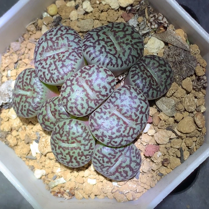 精品多肉植物精品多肉