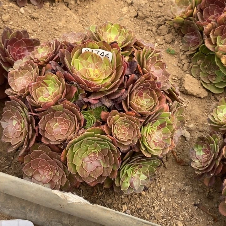 01744花月夜多肉植物
