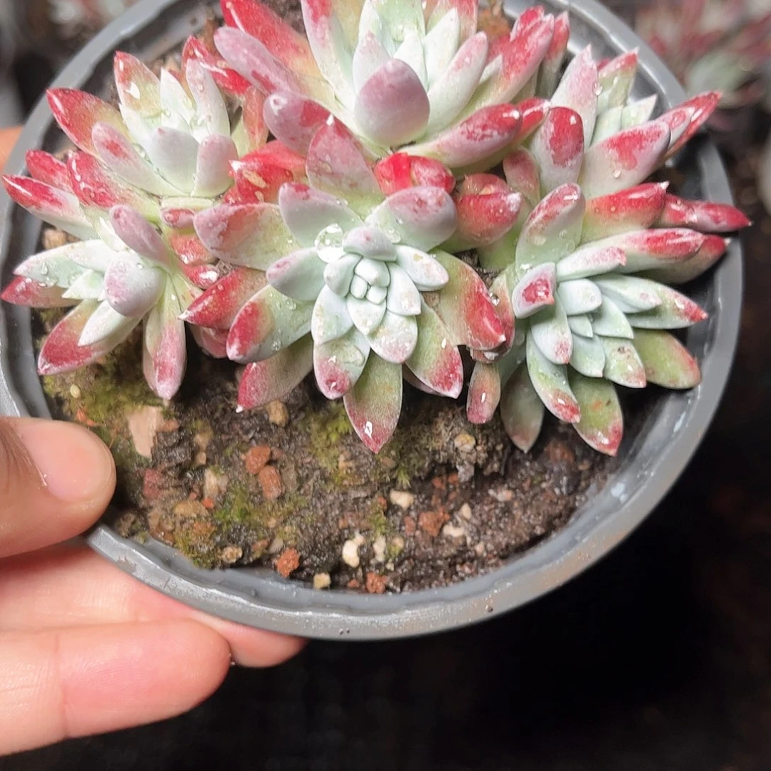 6075刘丹白菊仙女杯多肉