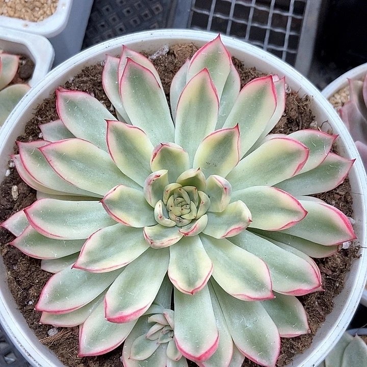 新圣骑兵锦大单头的