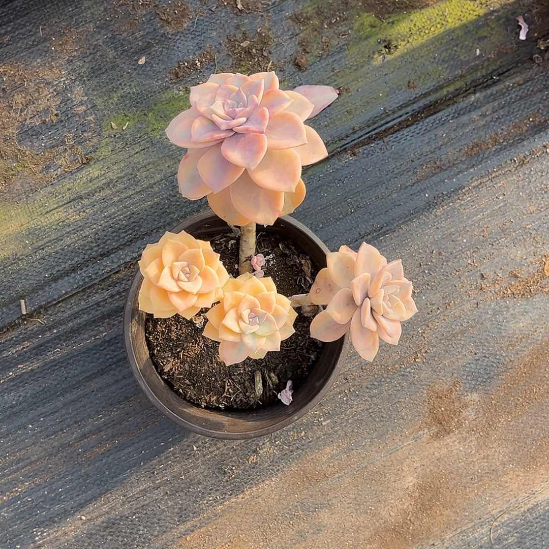 ?***咪多肉植物紫乐景C10