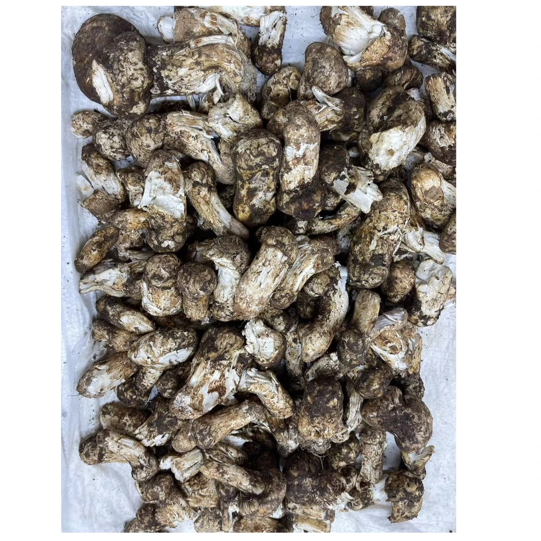 （鲜货）5-12cm破皮松茸