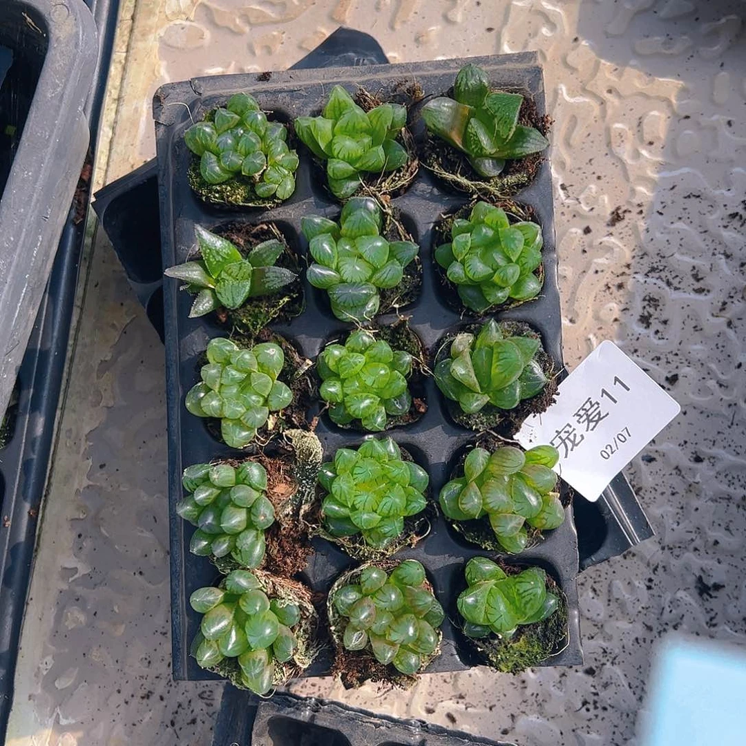 直播福利一物一拍11