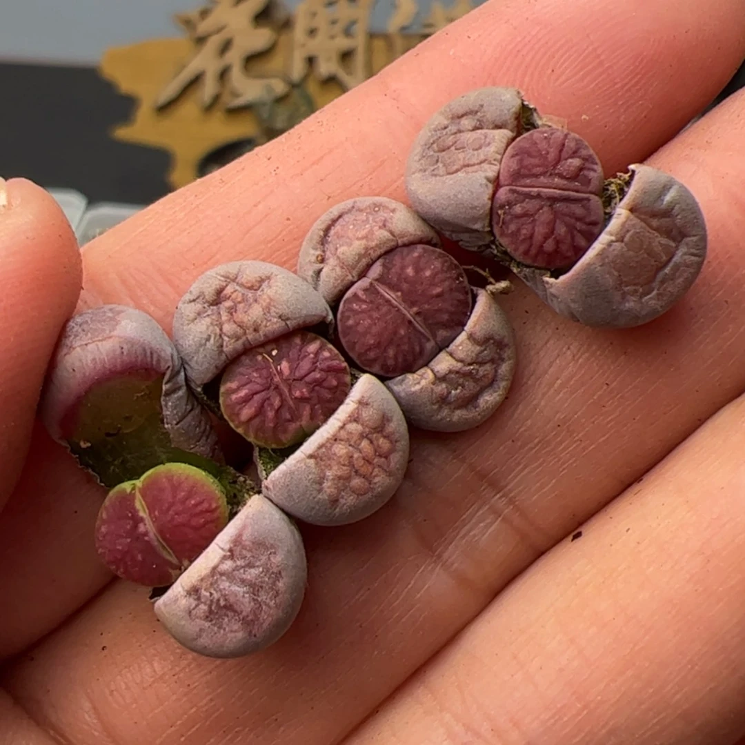 【闪购商品】0000000019紫菊