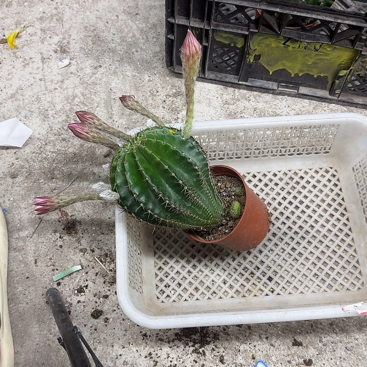 *****无花朵彩草哈哈哈哈哈哈哈哈哈