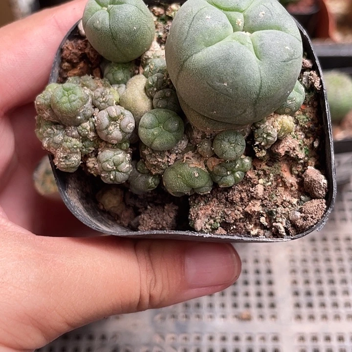 008仙人球开花植物