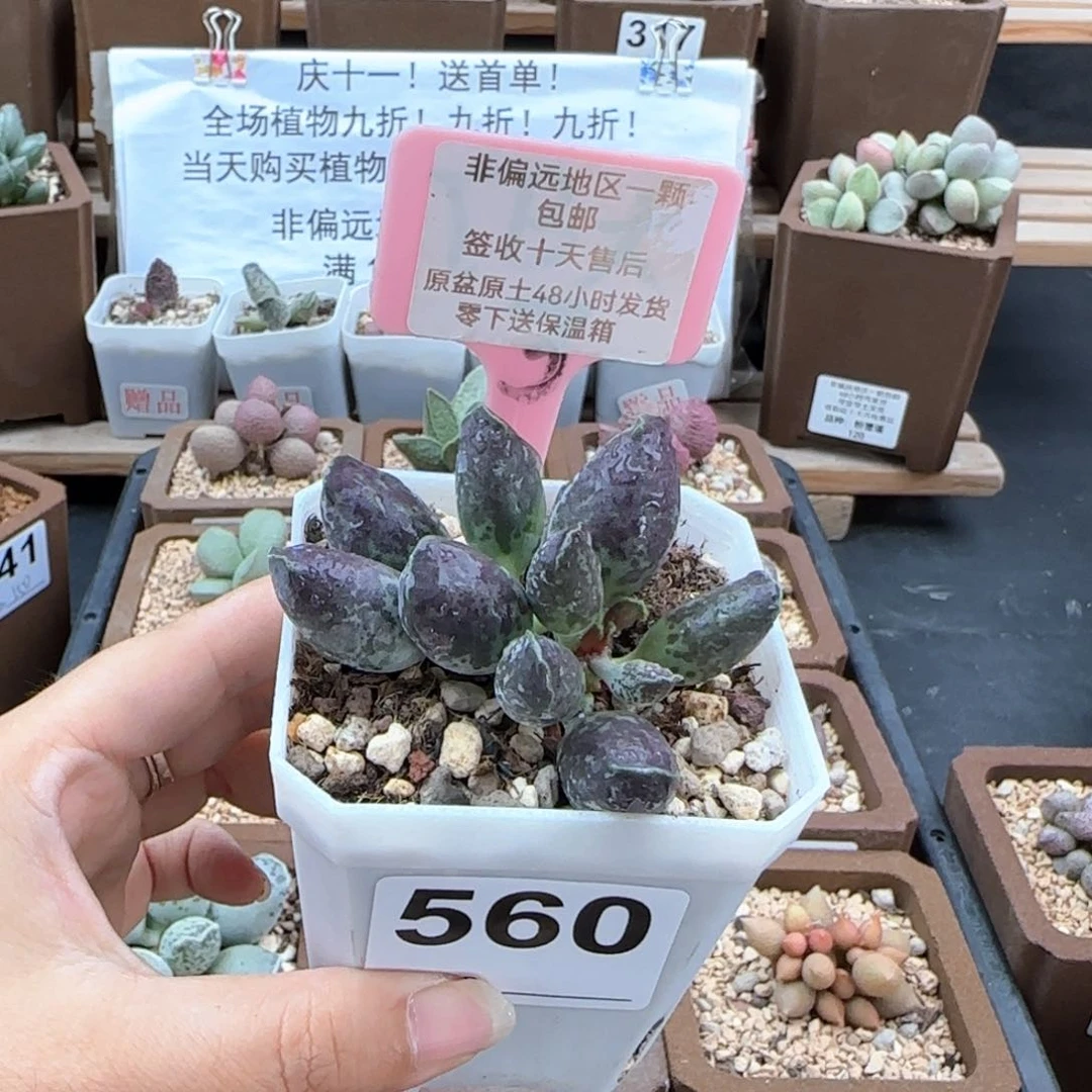 560二代紫海报多肉植物