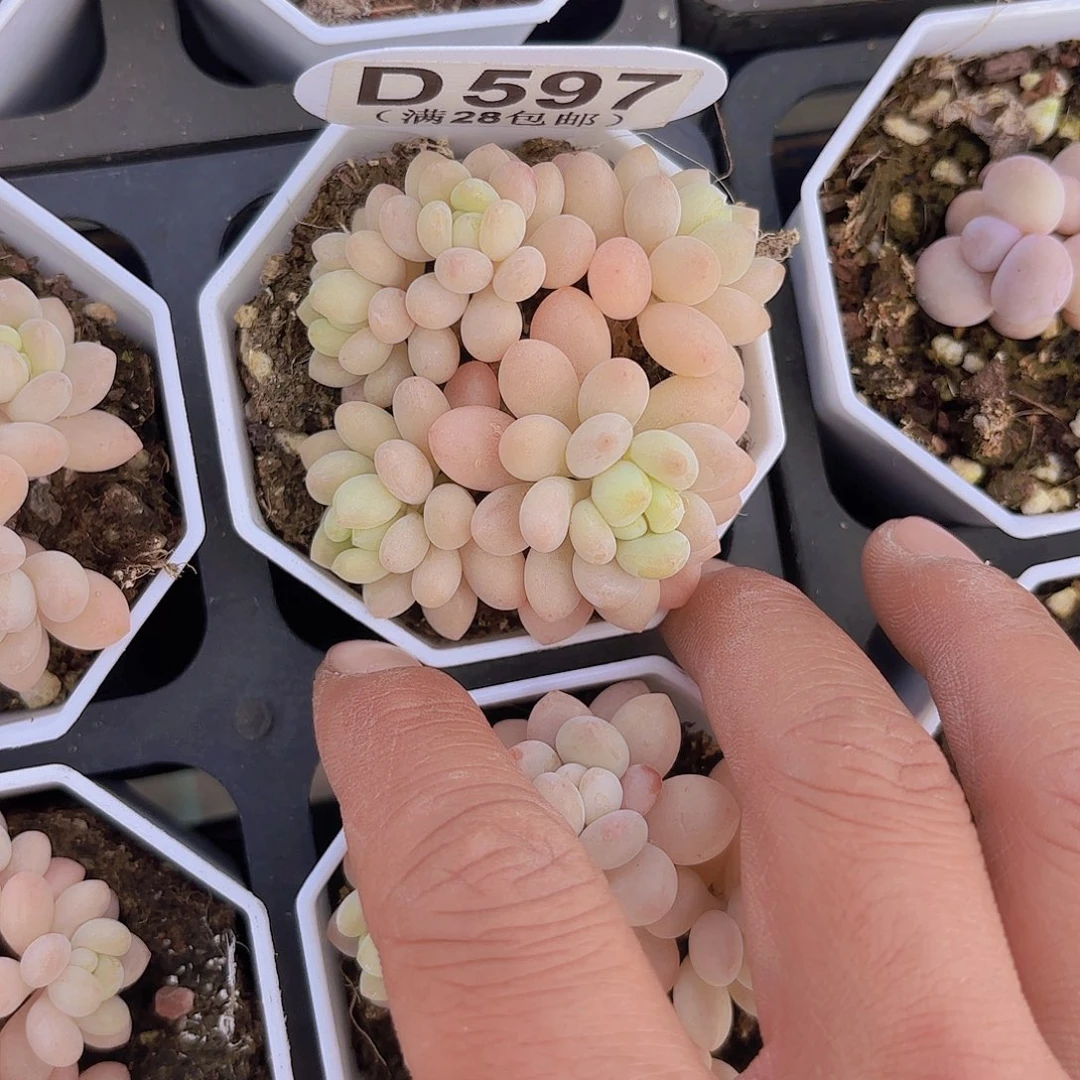 D597鱼子酱一物一拍多肉