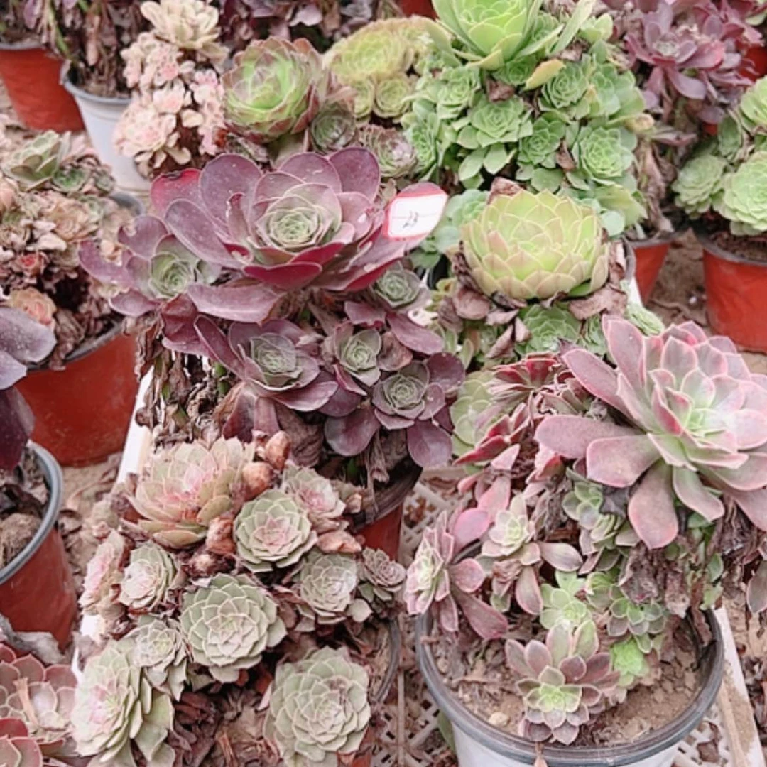 【闪购商品】无花朵可**虫23号套餐6颗多肉植物