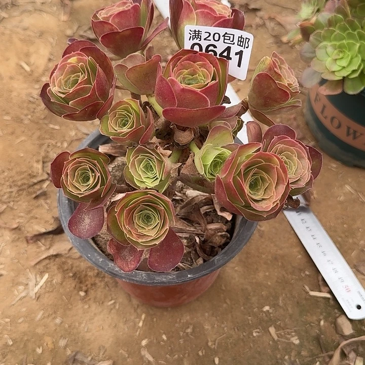 0641魅金多肉法师