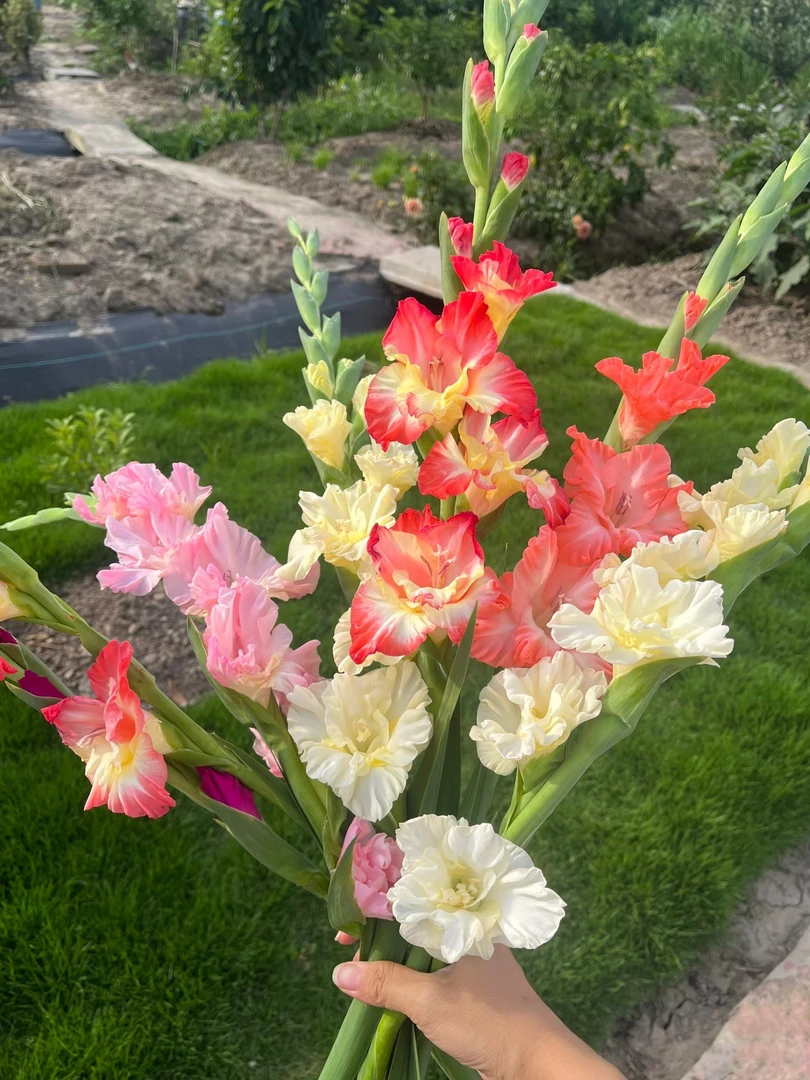 2个随机 剑兰种球 6-8周长