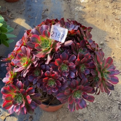 安娜多肉植物2168