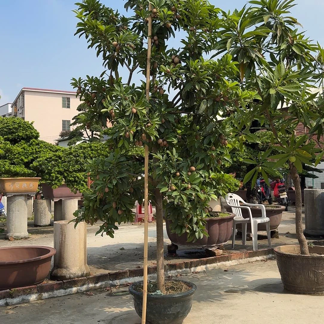 黑***汇完全开放果树果树果树1111111