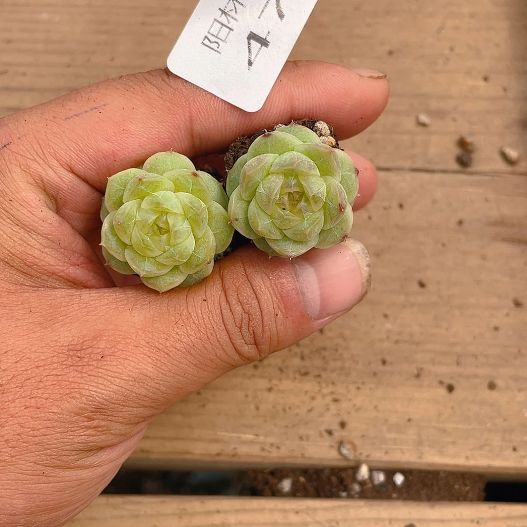 多肉植物多肉植物474