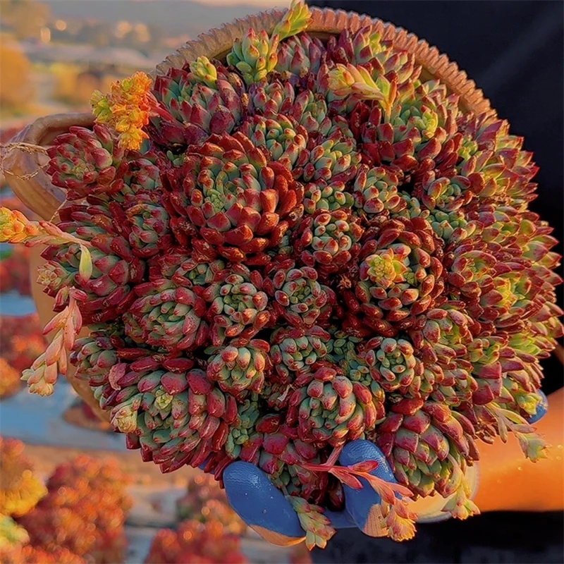 零花钱多肉  地栽蓝苹果    多肉植物