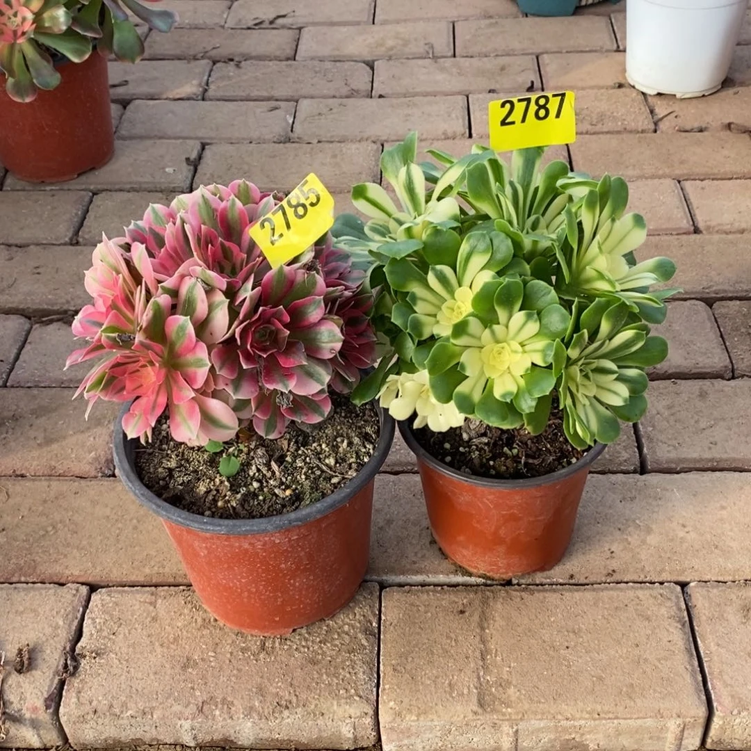 粉女巫多肉法师2785辛尼亚2787