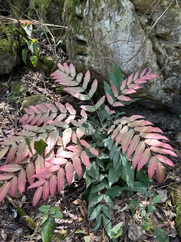 (深山好物阁）贵州深山下山货一物一拍