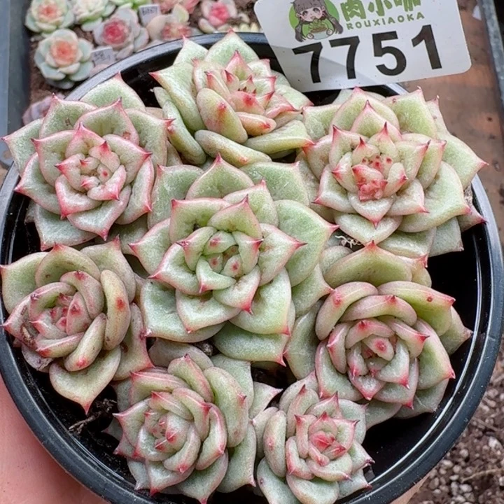 多肉植物多肉植物