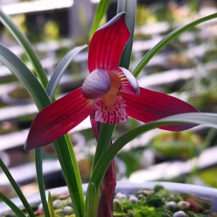 兰花绿植盆栽植物兰花草春兰朵香（以直播间为主，一物一拍一截图）