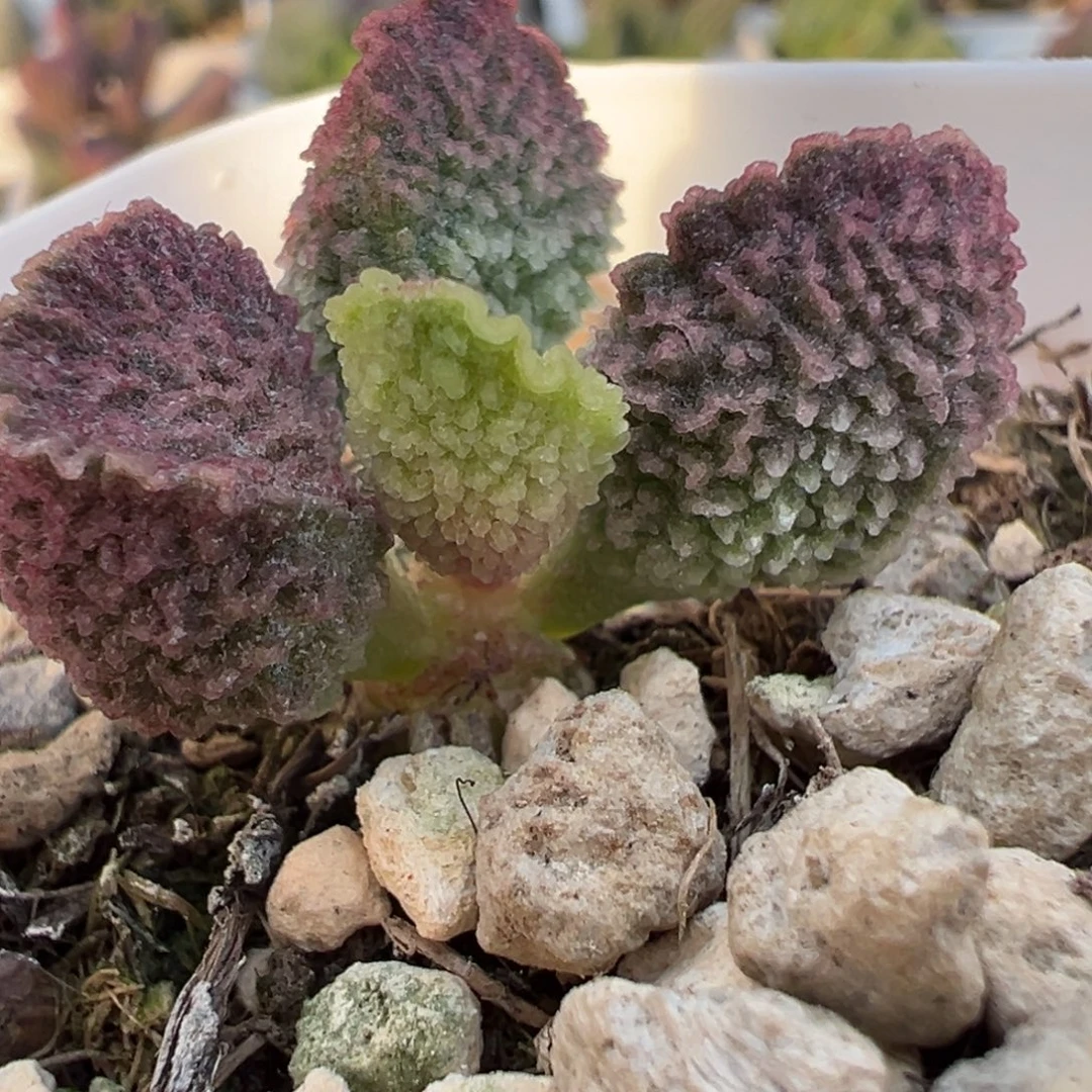 实生新品多肉植物水泡