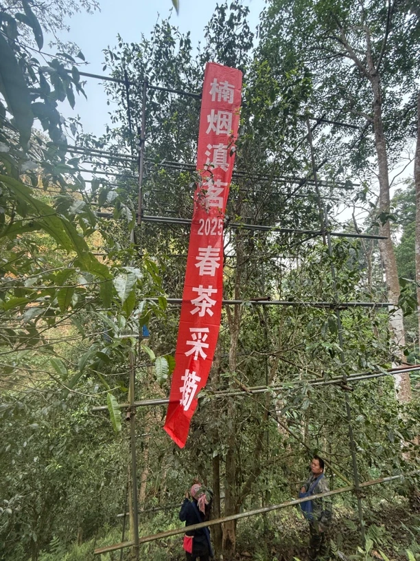 普洱茶生茶2025蟒蛇箐台地高杆头春200g上等生普洱