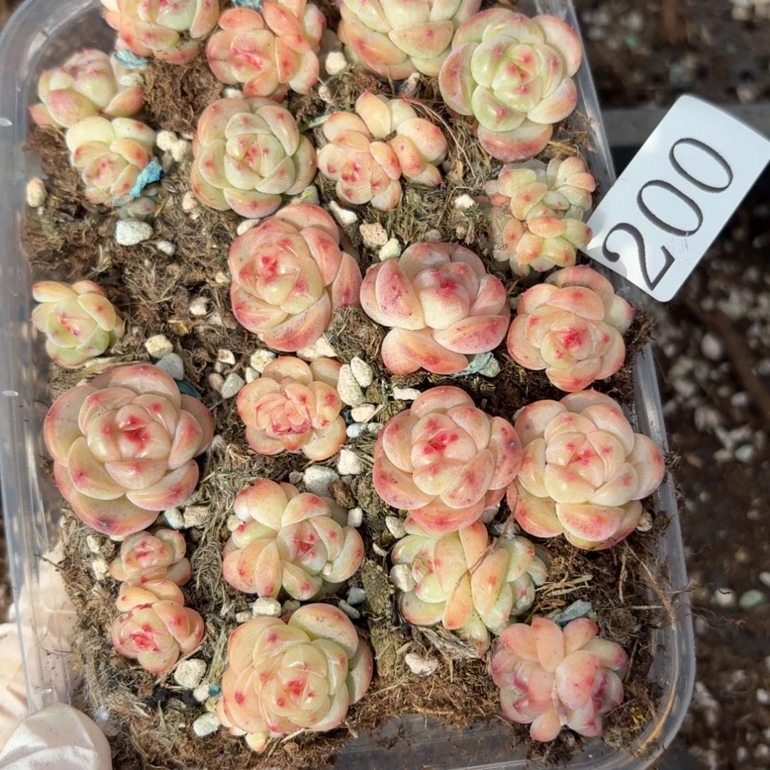 多肉植物多肉植物200