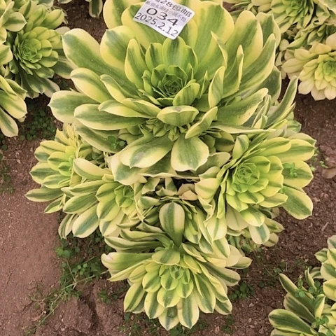 2.12-34金丝翡翠多肉植物