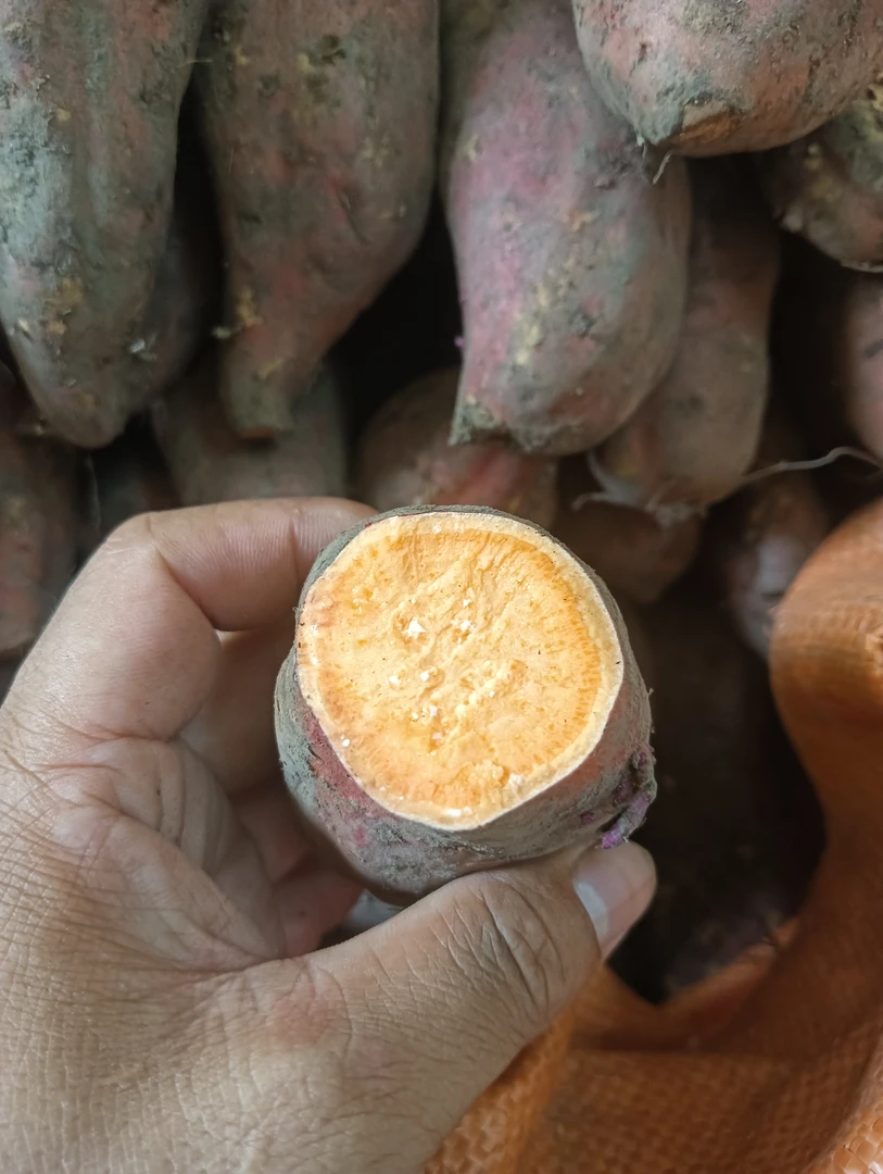 新鲜现挖西瓜红蜜薯红心番薯适合烤蒸做红薯干煲粥糖水