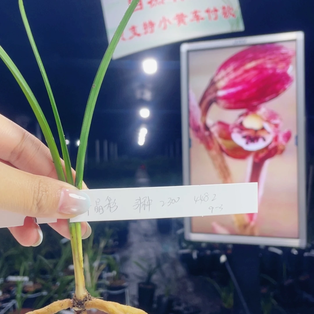 用***0完全开放醉晶彩寄养