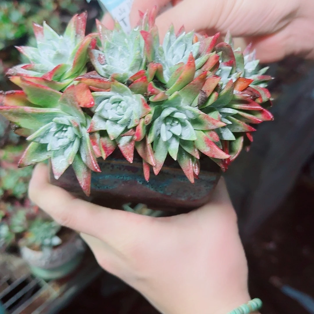 3081刘丹苹果叶杂交