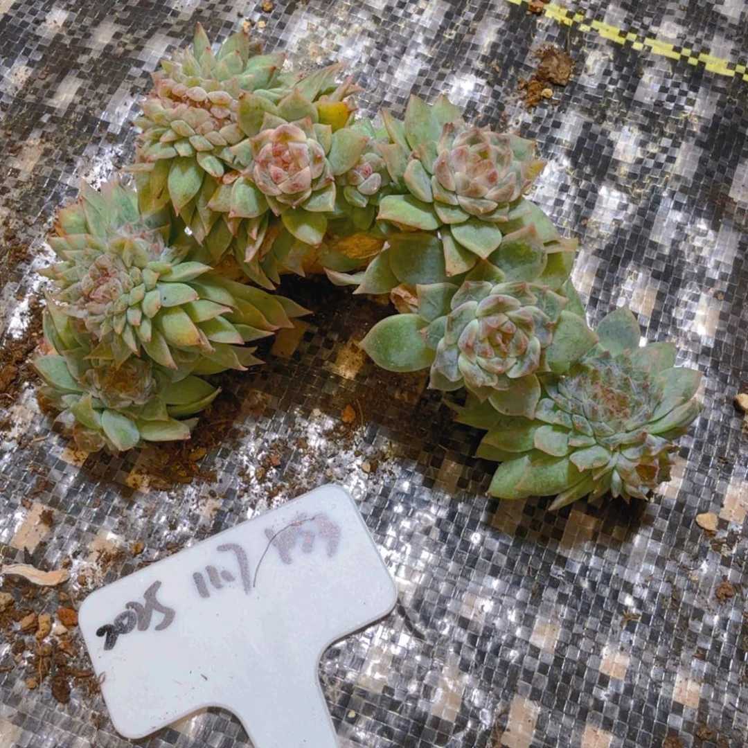 一物一拍秘境冰魄缀453