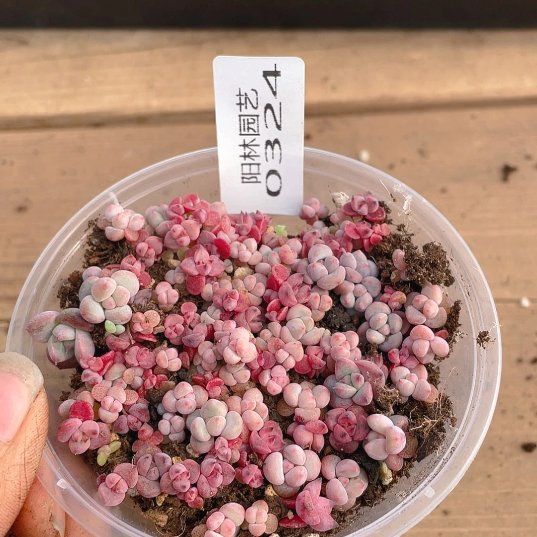 多肉植物多肉植物324
