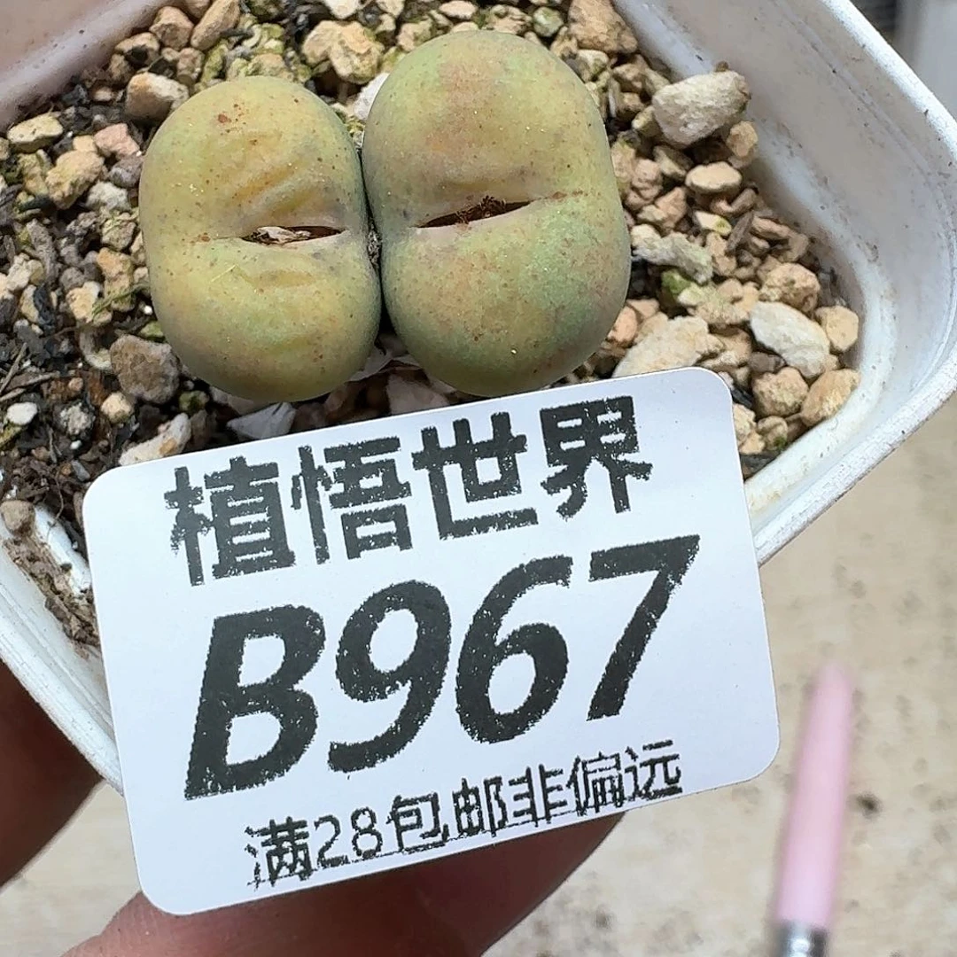多肉植物的润泽额f g
