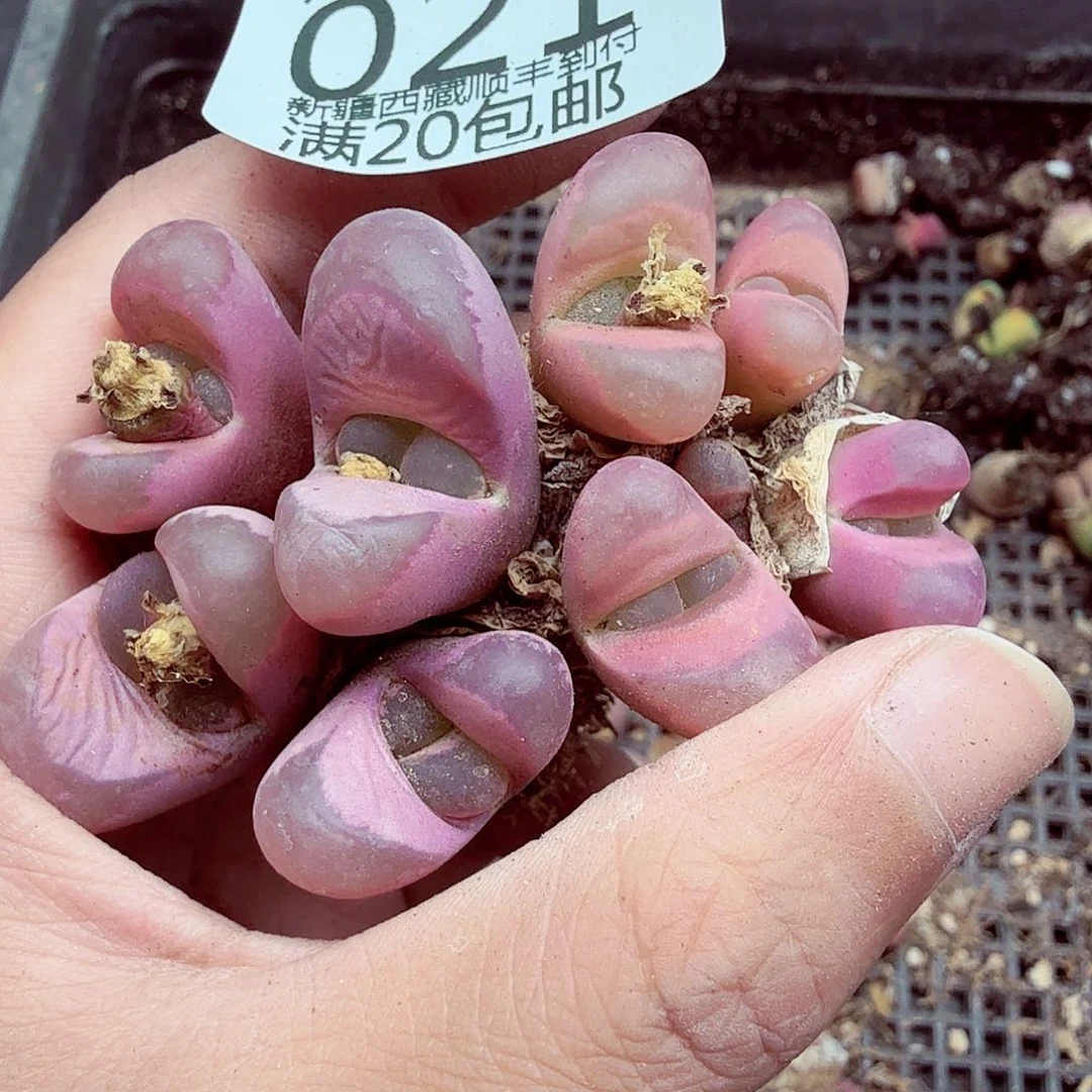 我就觉得这个电影是021