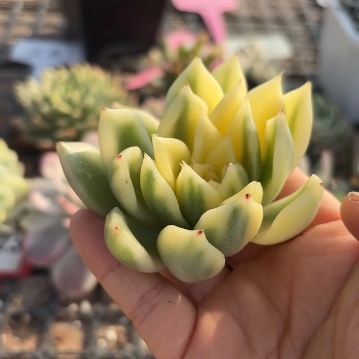 多肉植物锦多肉啊