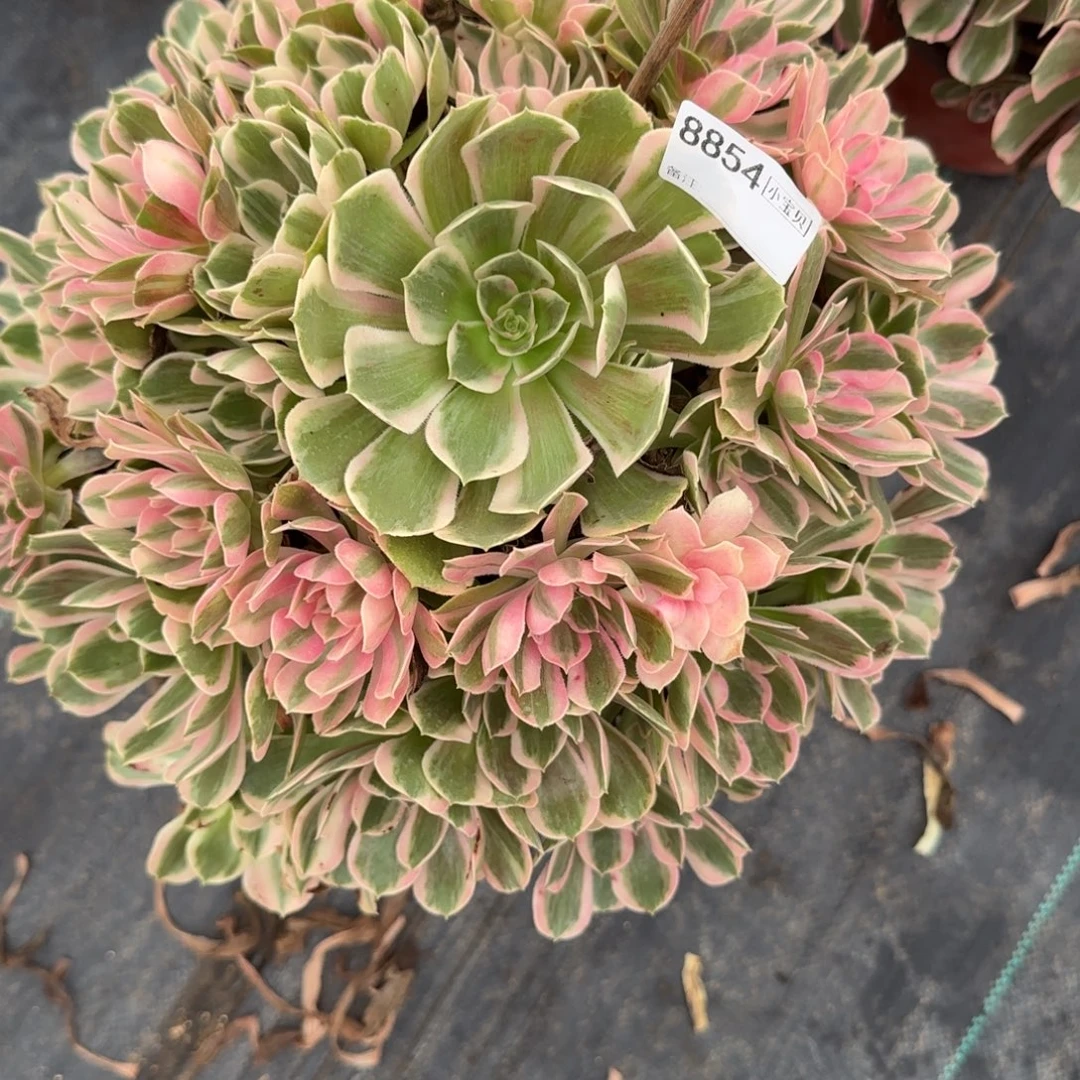 古***玩男神多肉8854多肉