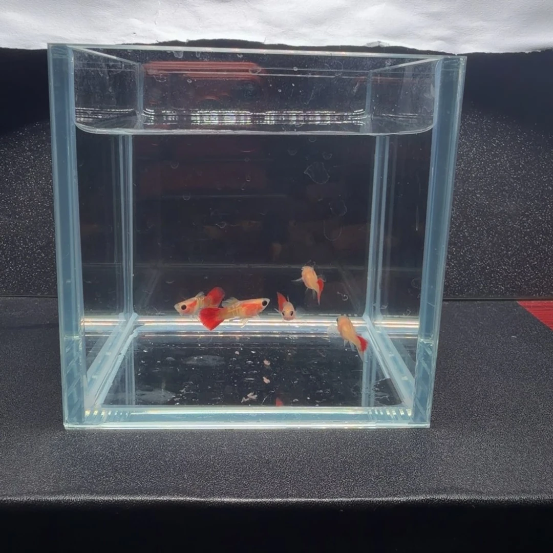 孔雀鱼银河琉璃短体2公3母