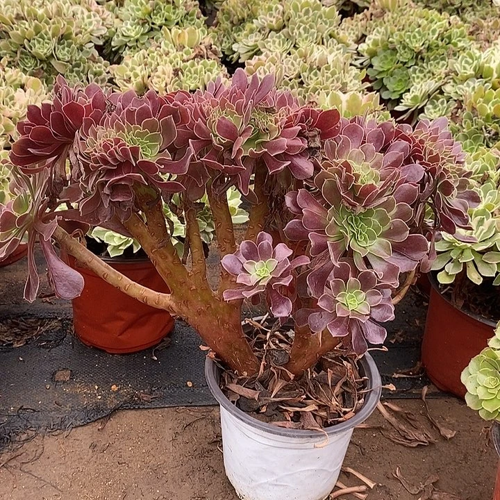 欧紫缀多肉植物026