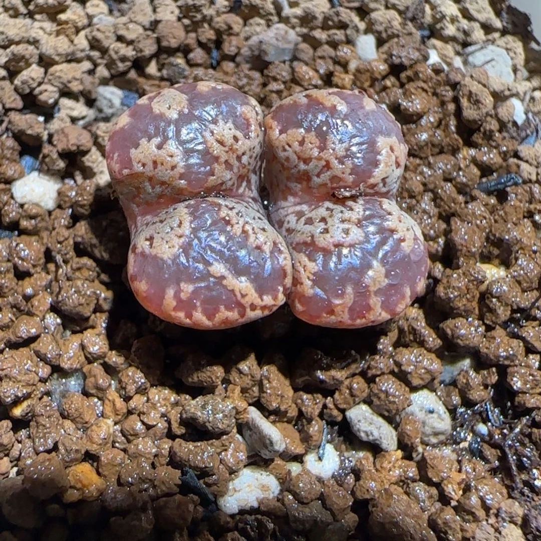肉锥多肉植物组合-3km勋章536